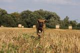 DOGUE ALLEMAND 305